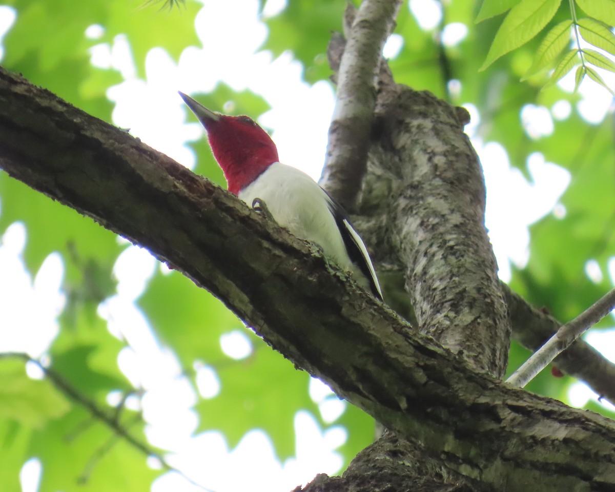 Red-headed Woodpecker - ML634096542