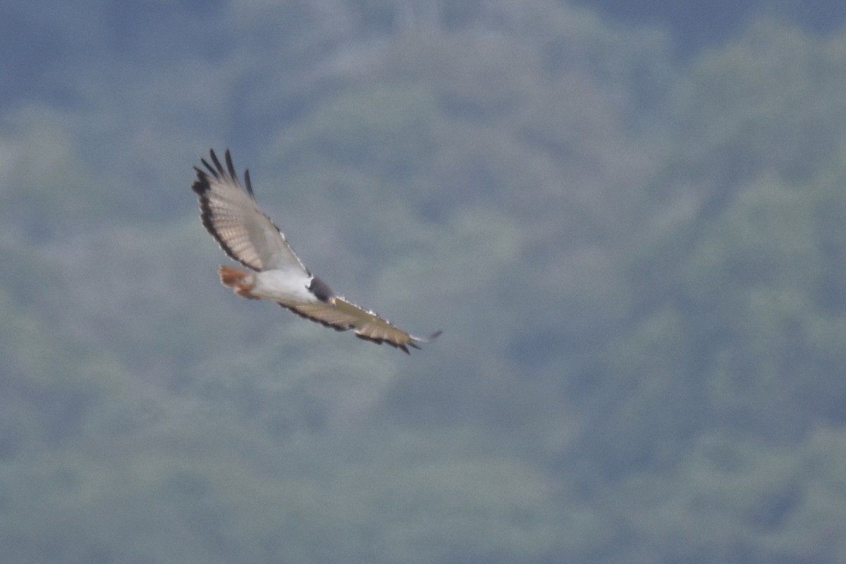 Augur Buzzard (Augur) - ML634096560