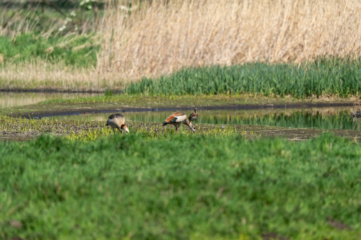 Egyptian Goose - ML634096755