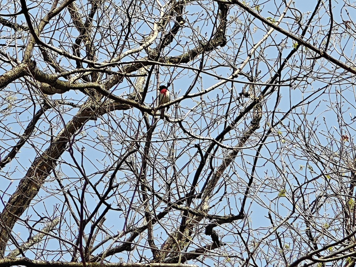 Rose-breasted Grosbeak - ML634096761