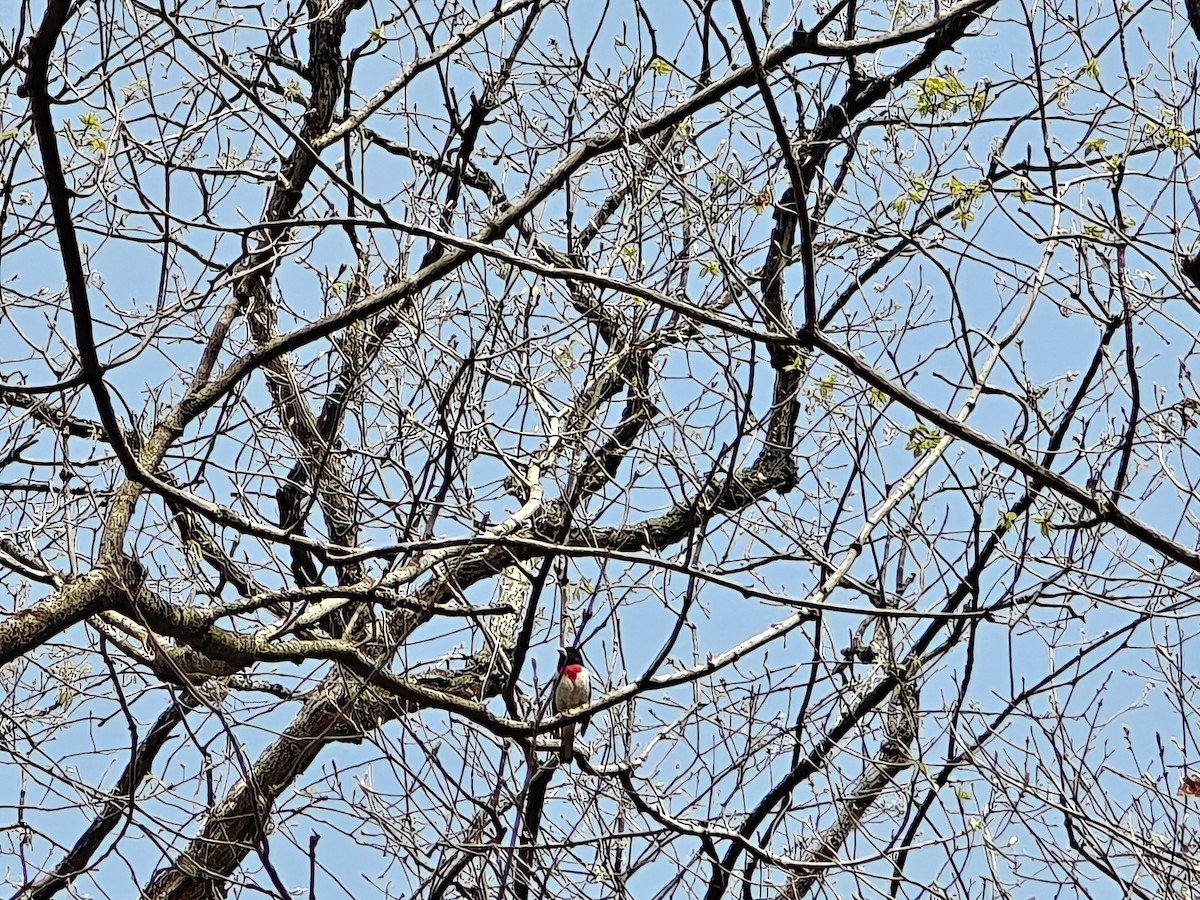 Rose-breasted Grosbeak - ML634096797