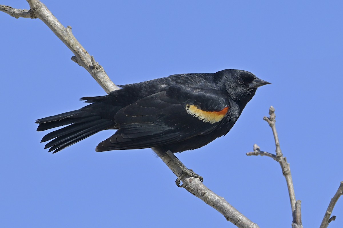 Red-winged Blackbird - ML634096907