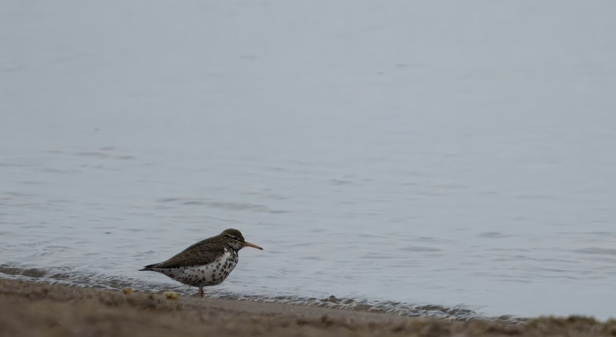 Spotted Sandpiper - ML634096980