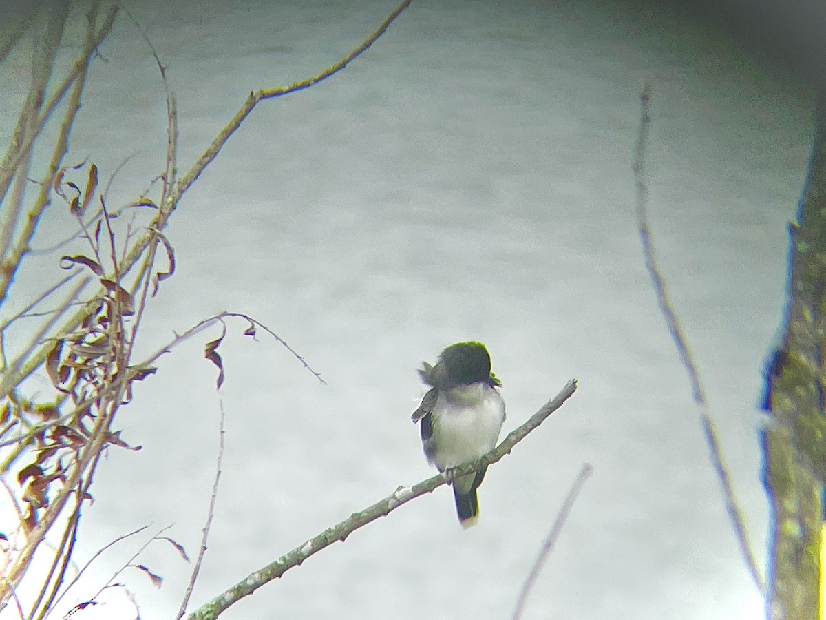 Eastern Kingbird - ML634097003