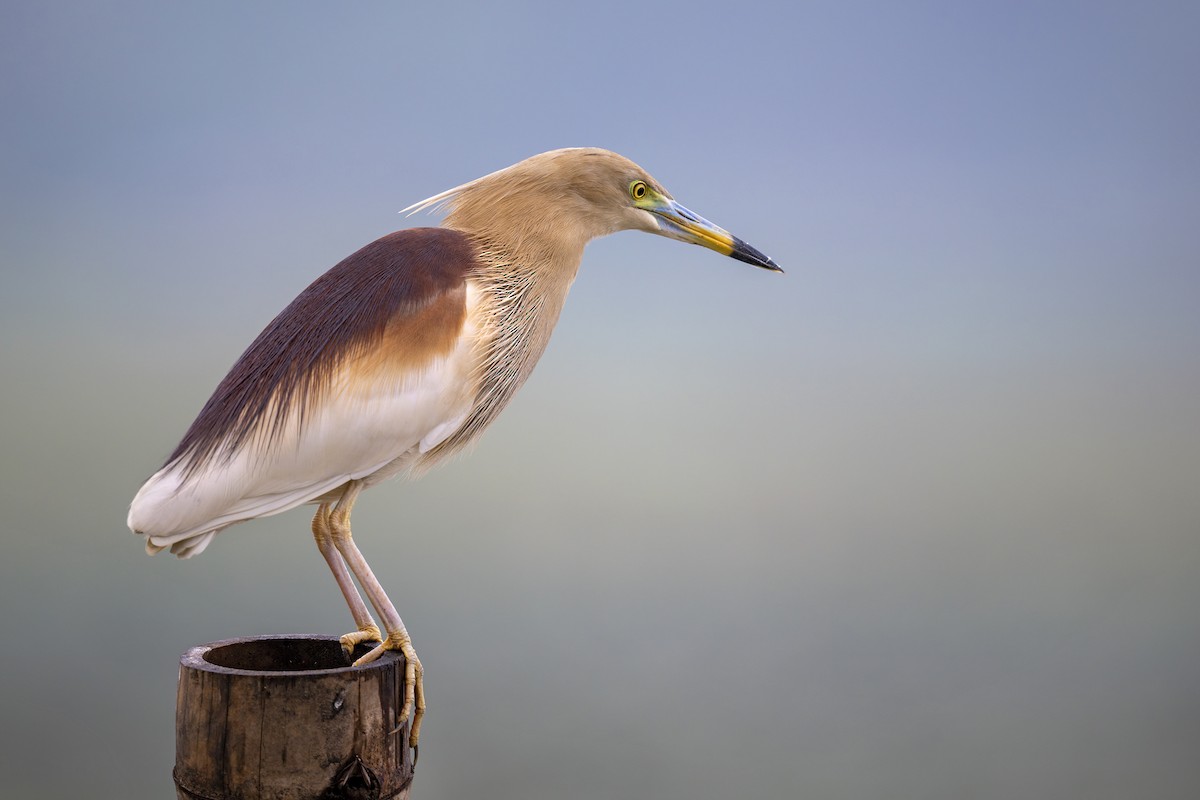 Indian Pond-Heron - ML634097110