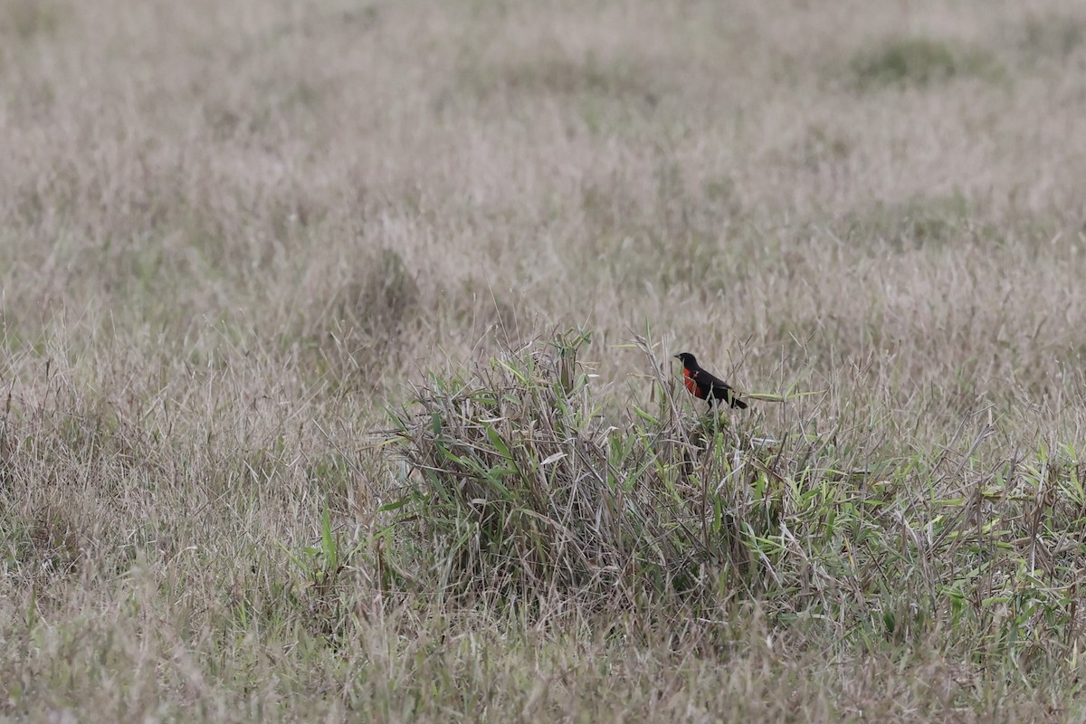 Red-breasted Meadowlark - ML634097117