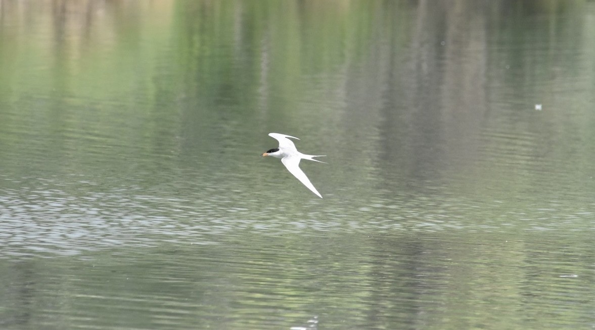 Forster's Tern - ML634097142