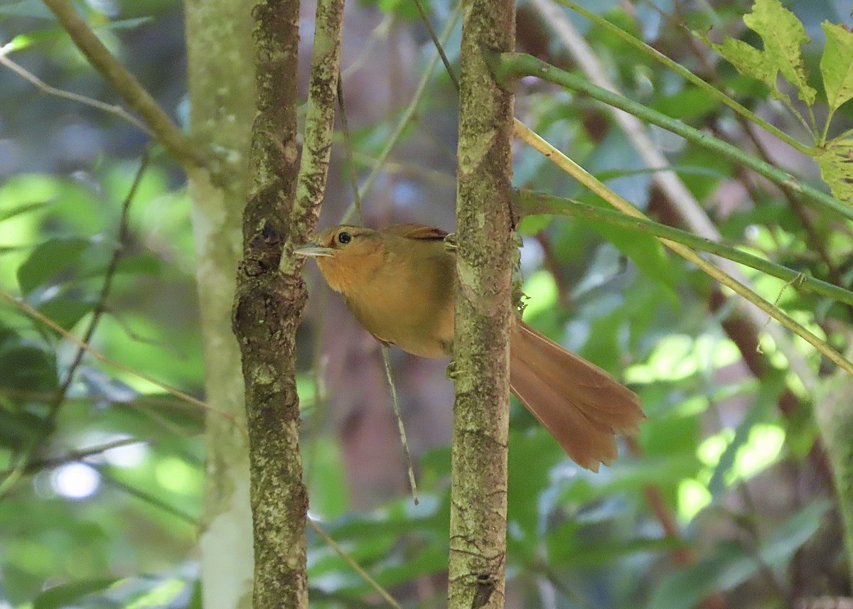Buff-fronted Foliage-gleaner - ML634097345