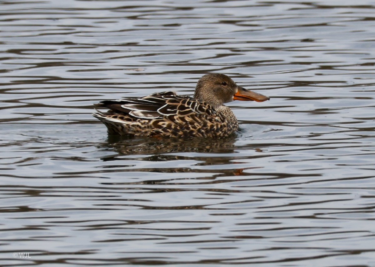 Халбага нугас - ML634097393