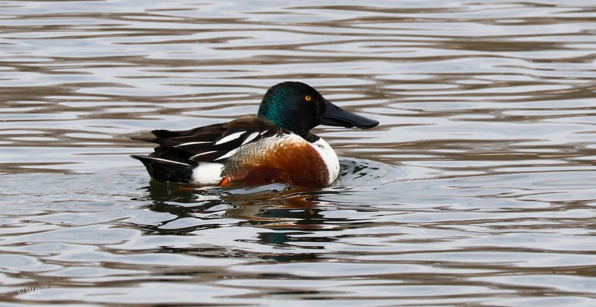 Халбага нугас - ML634097394