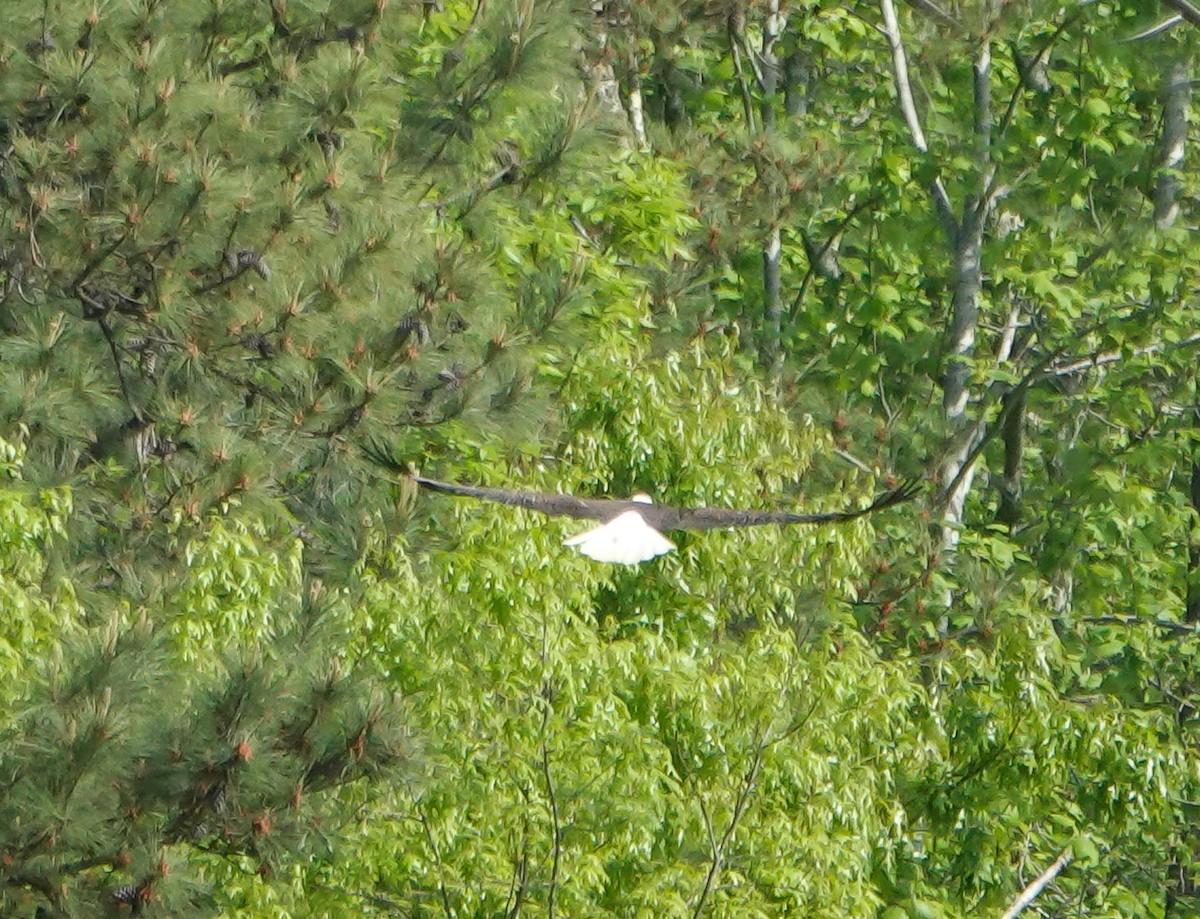 Bald Eagle - ML634097416