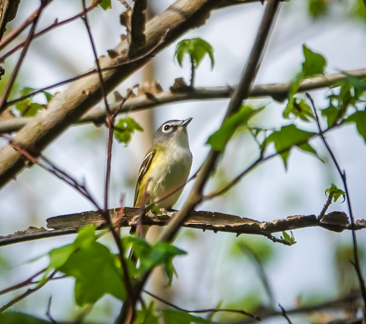 Blue-headed Vireo - ML634097429