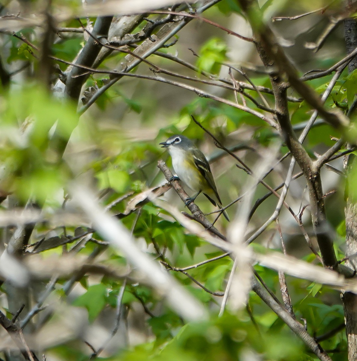 Blue-headed Vireo - ML634097432