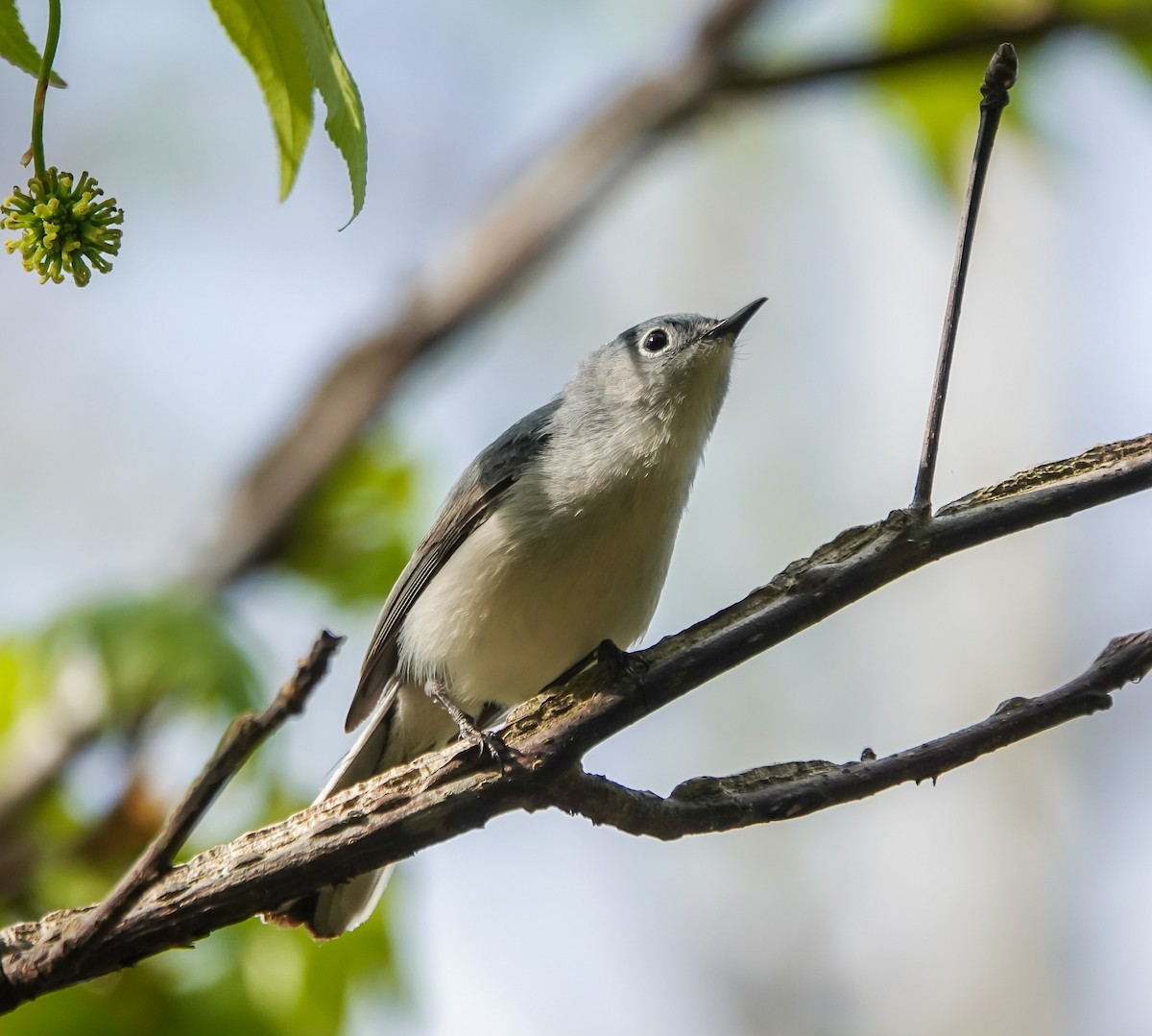 Blue-gray Gnatcatcher - ML634097444