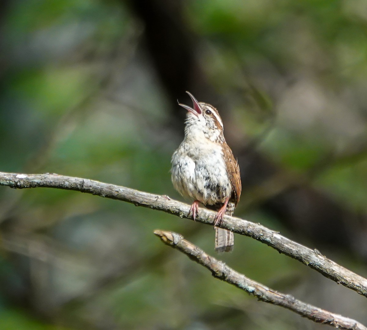 Carolina Wren - ML634097447