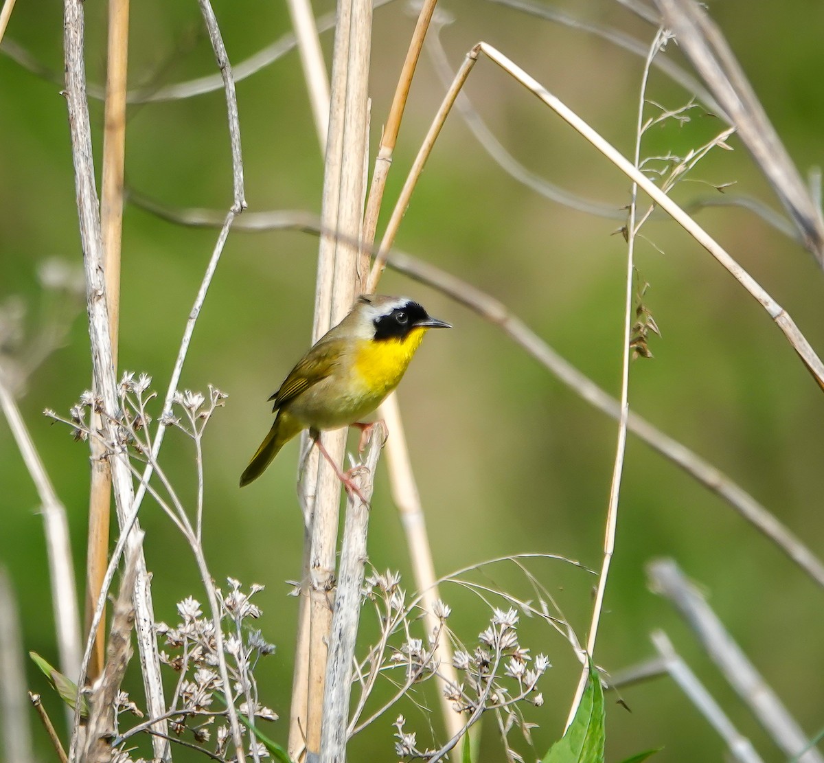 Common Yellowthroat - ML634097455