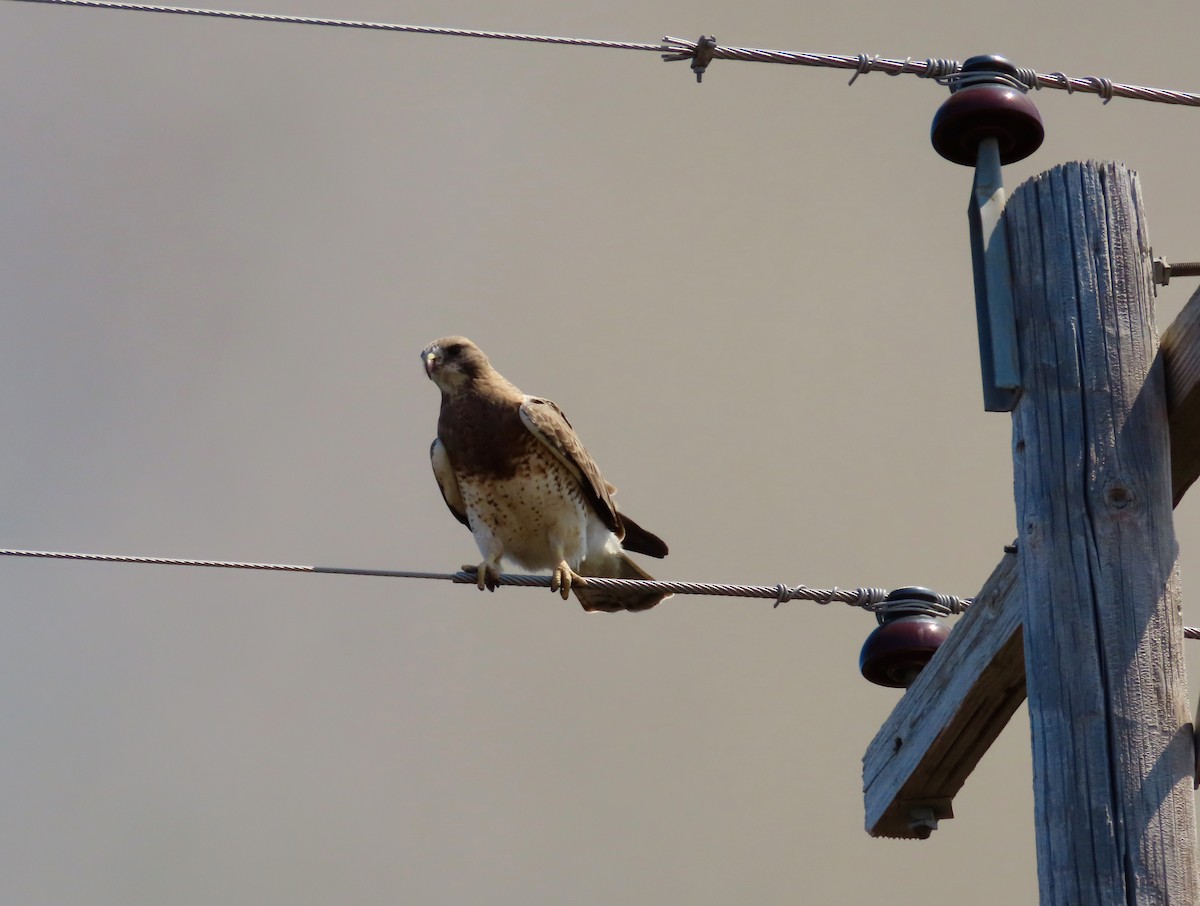 Swainson's Hawk - ML634097507