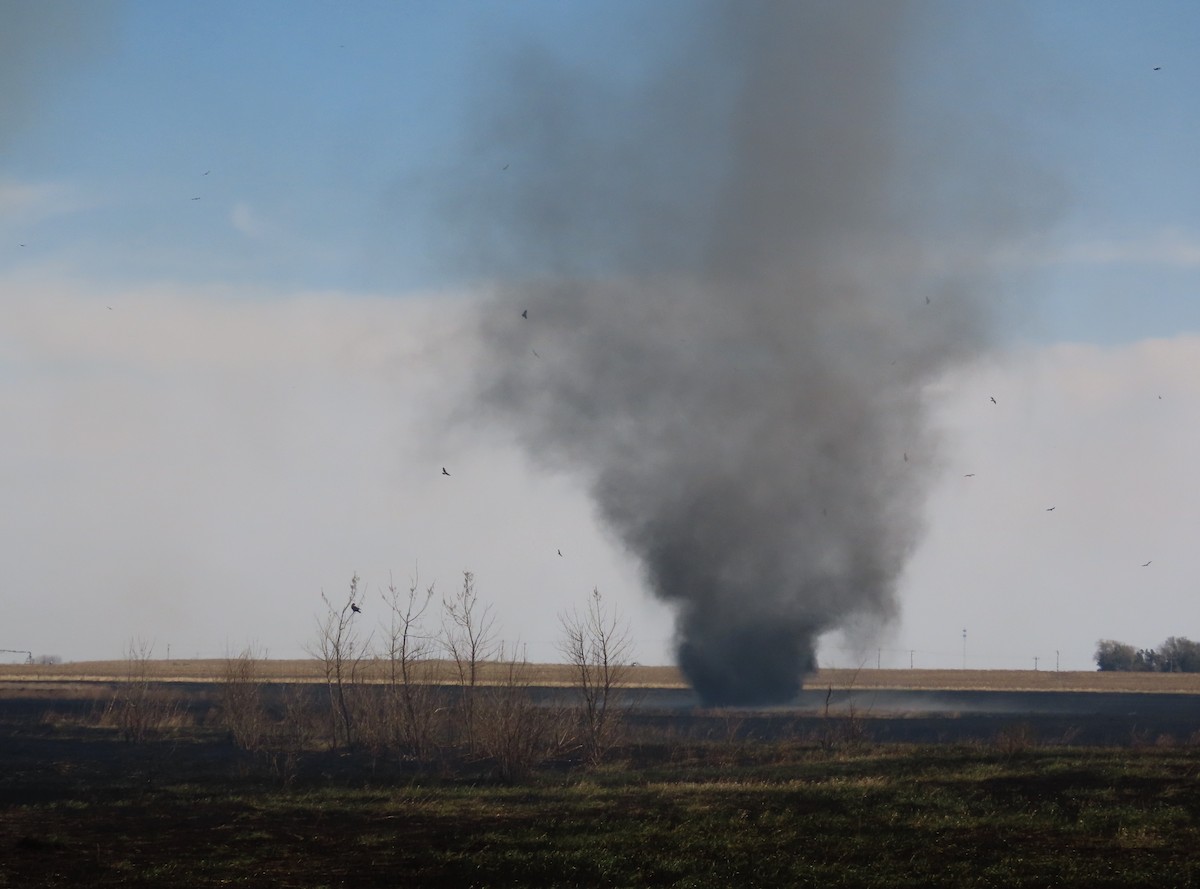 Swainson's Hawk - ML634097508