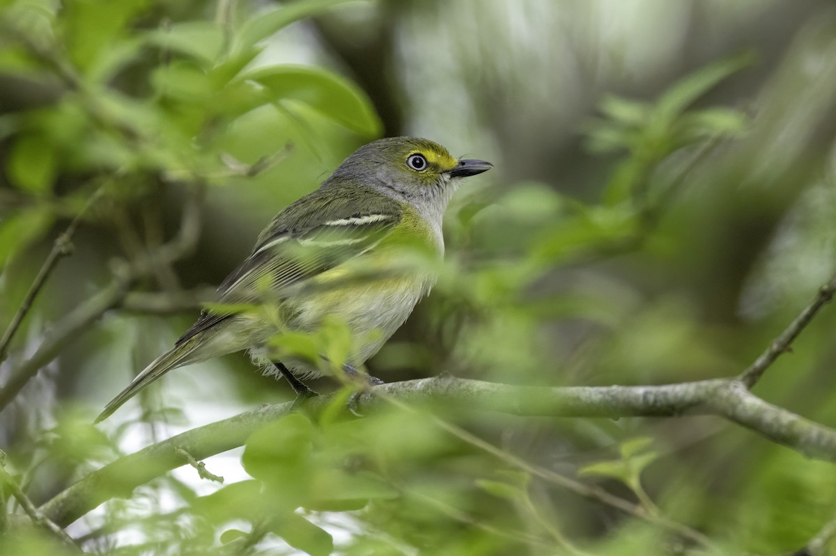 White-eyed Vireo - ML634097606