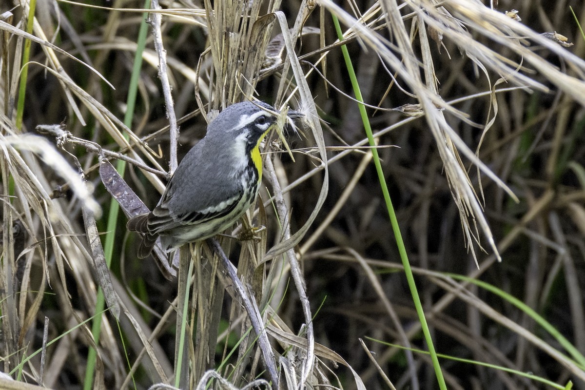Yellow-throated Warbler - ML634097655