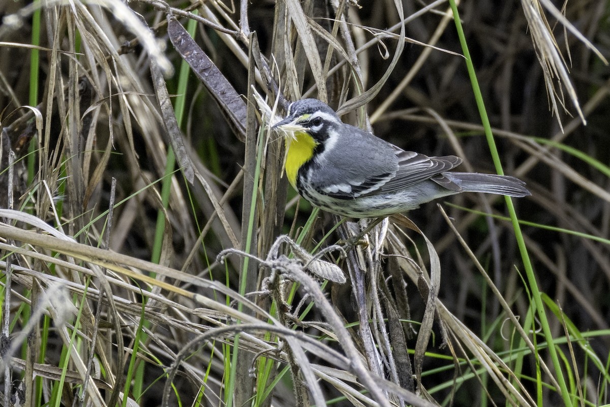 Yellow-throated Warbler - ML634097656