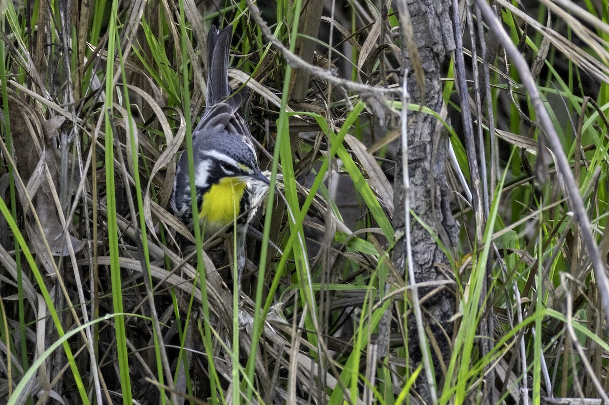 Yellow-throated Warbler - ML634097659