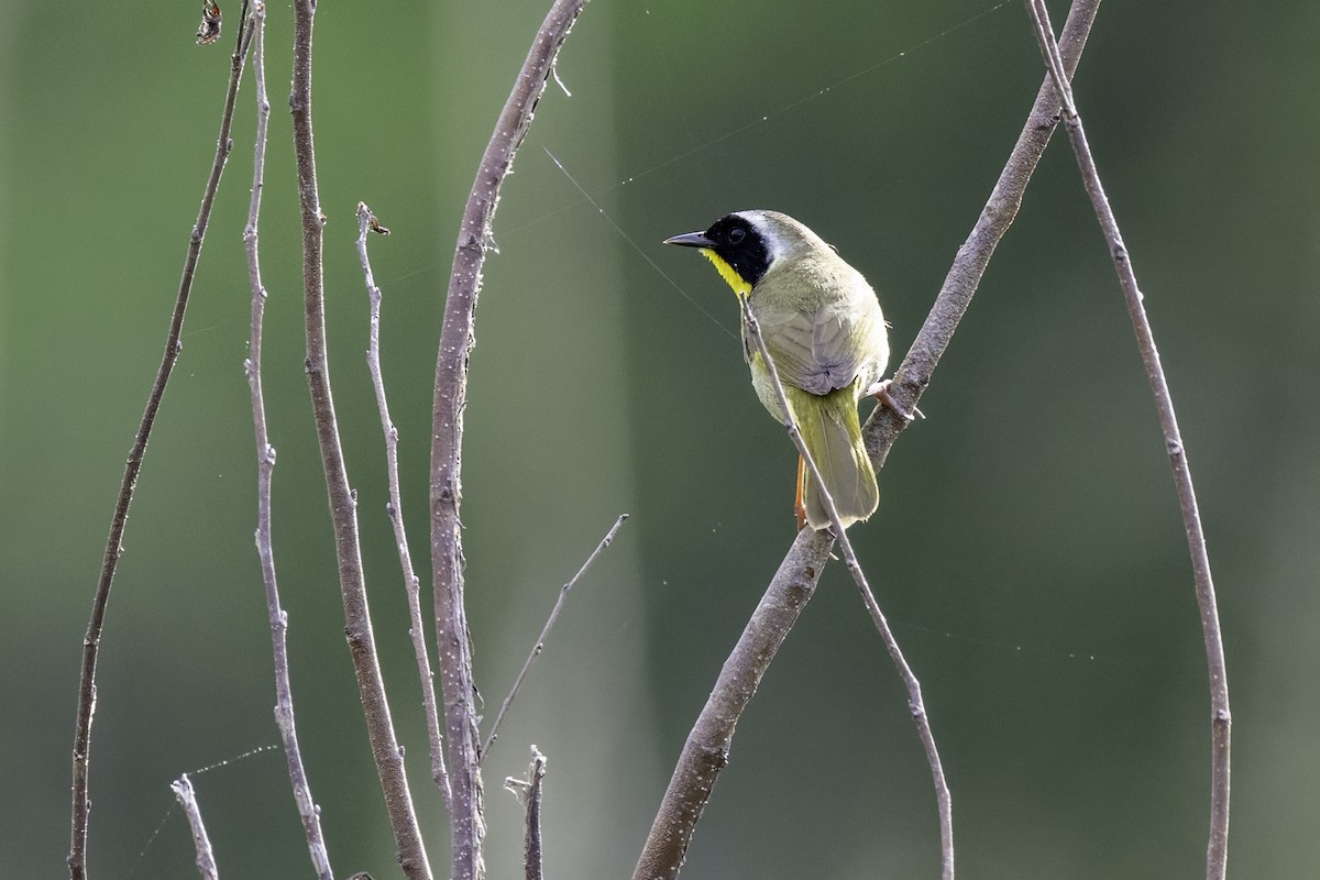 Common Yellowthroat - ML634097691