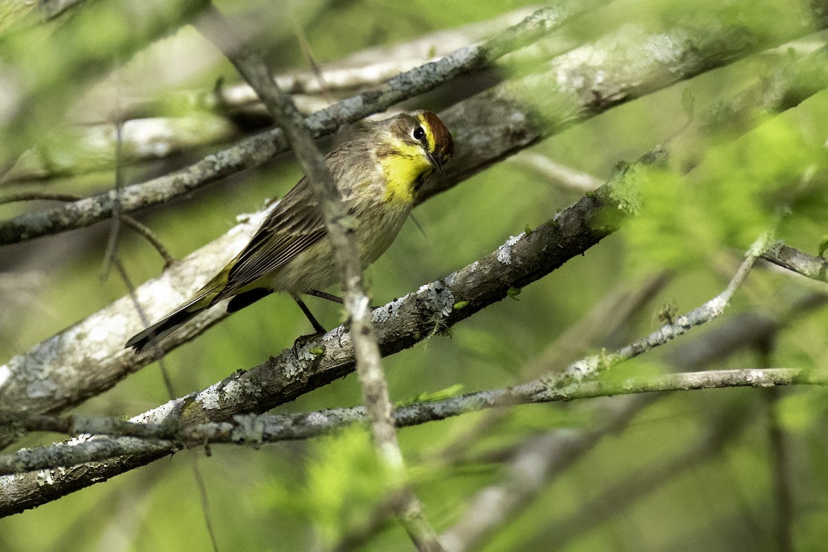 Palm Warbler - ML634097717