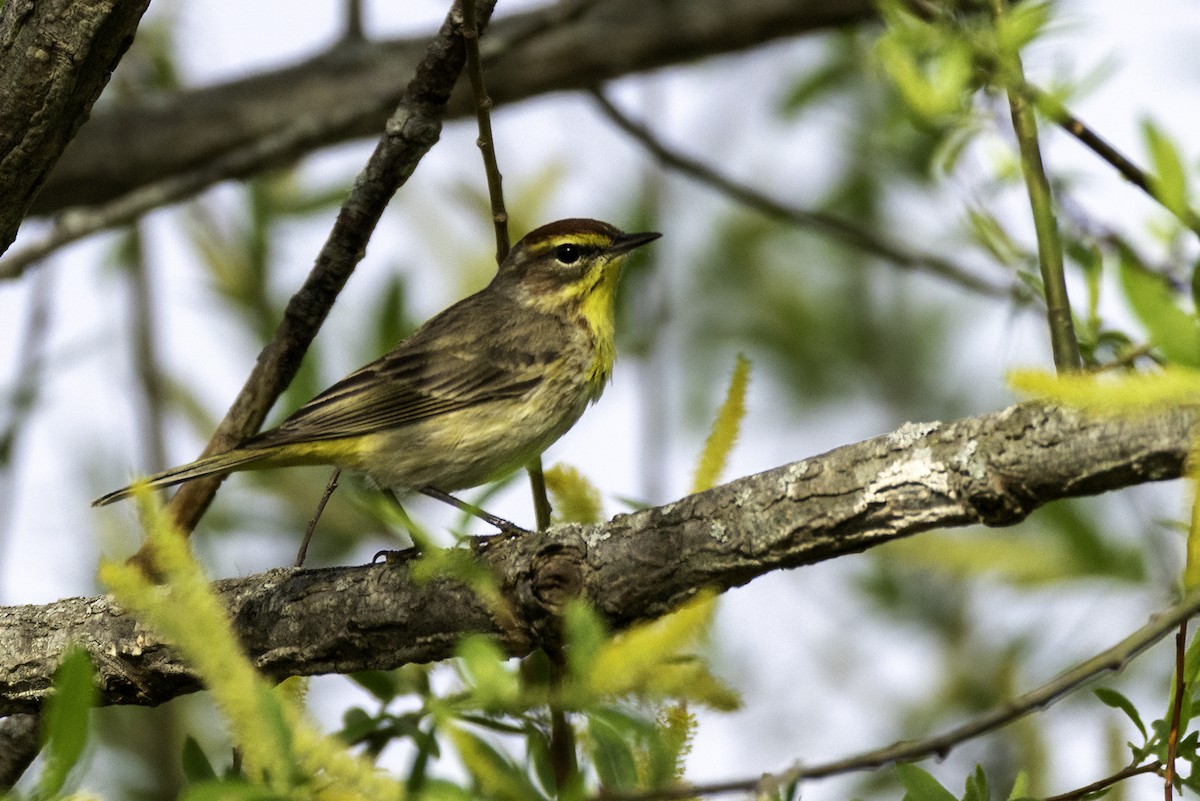 Palm Warbler - ML634097718