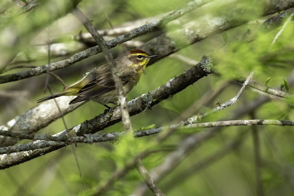 Palm Warbler - ML634097719