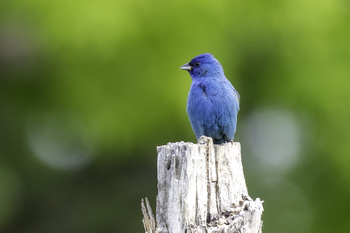 Indigo Bunting - ML634097742