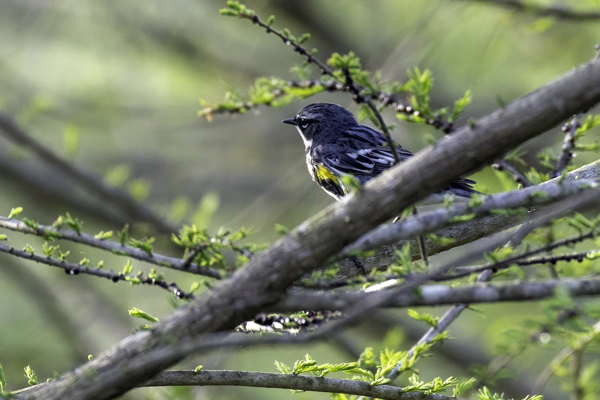Yellow-rumped Warbler - ML634097787