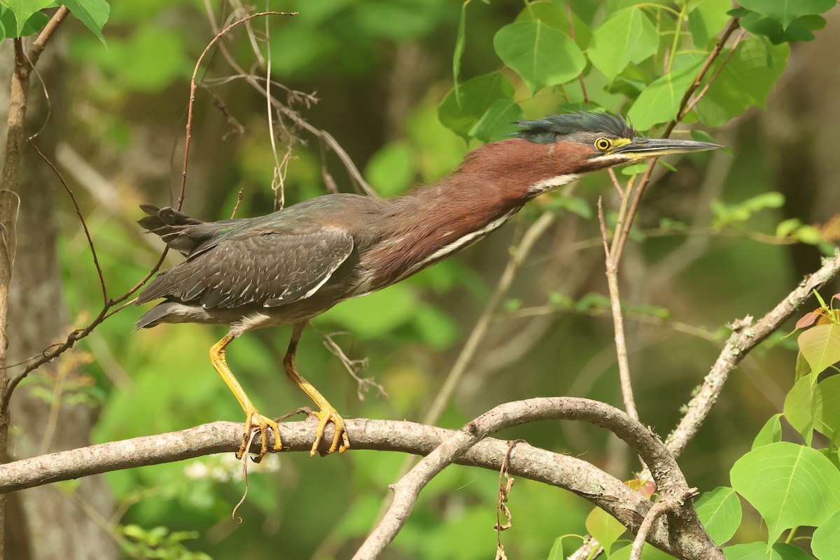 Green Heron - ML634097795