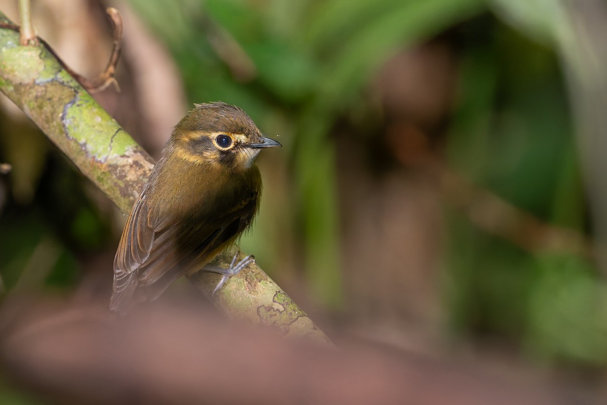 White-throated Spadebill - ML634097958
