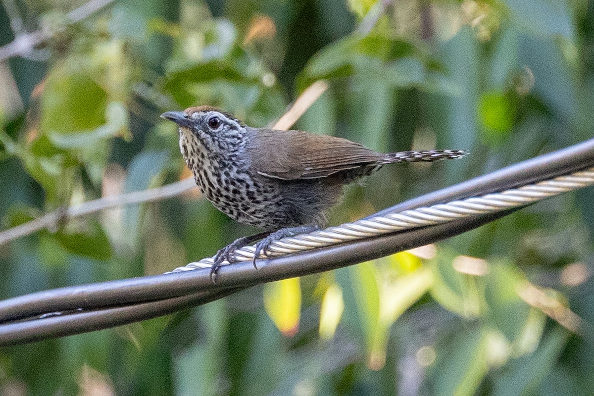 Spot-breasted Wren - ML634098123