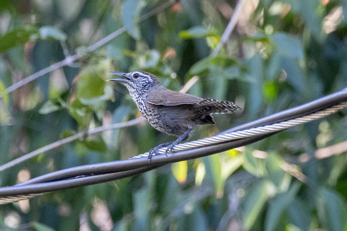 Spot-breasted Wren - ML634098124
