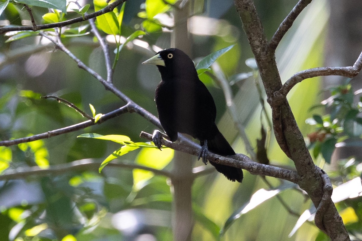 Yellow-billed Cacique - ML634098142