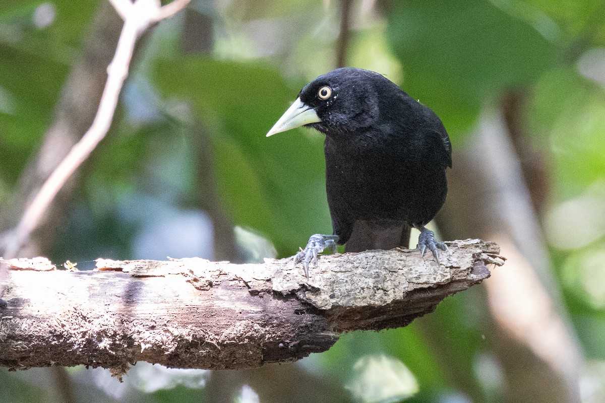 Yellow-billed Cacique - ML634098144