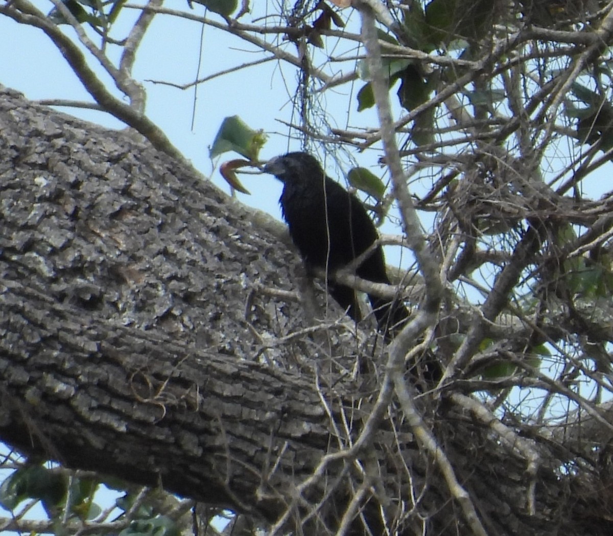 Groove-billed Ani - ML634098205