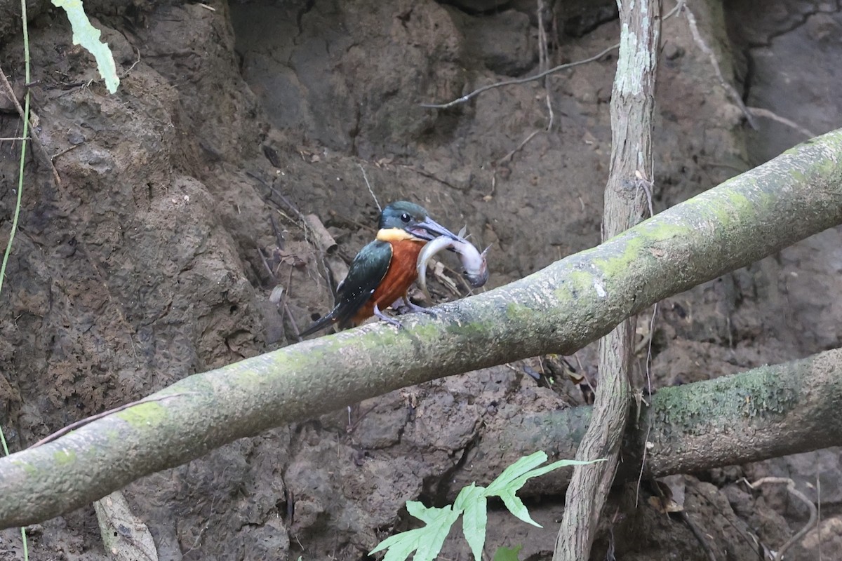 Green-and-rufous Kingfisher - ML634098235