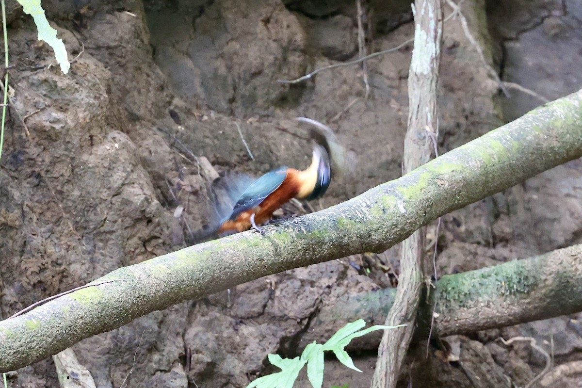 Green-and-rufous Kingfisher - ML634098236