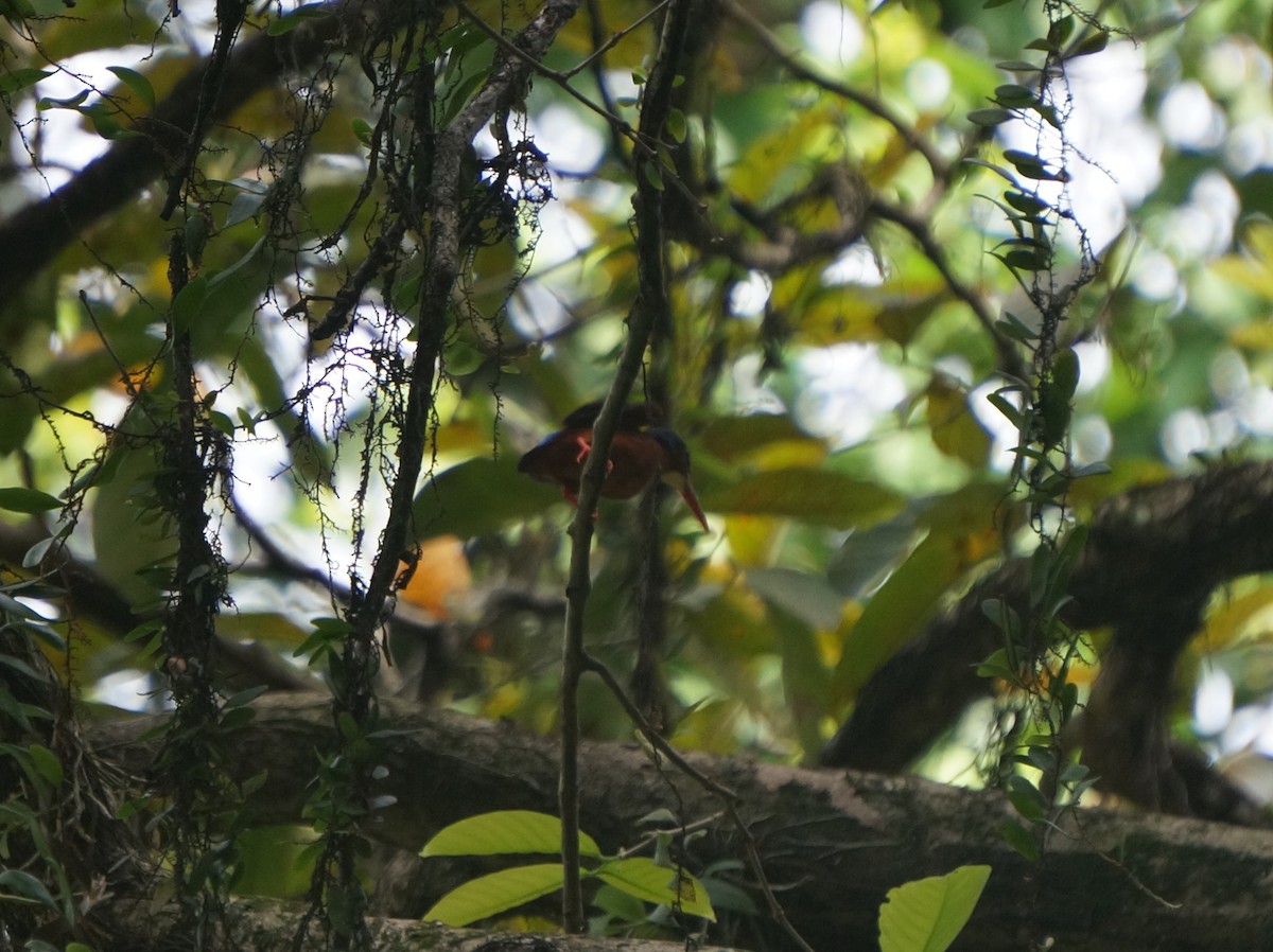 Blue-eared Kingfisher - ML634098278