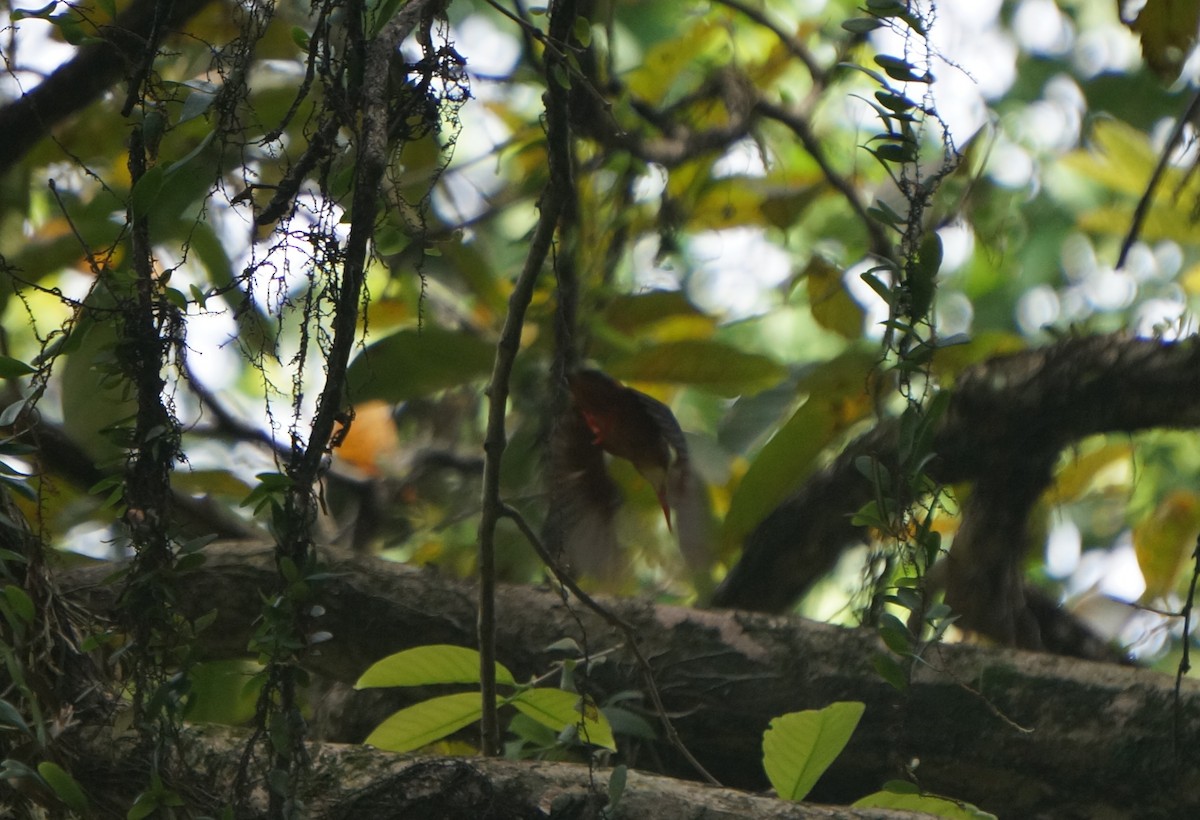 Blue-eared Kingfisher - ML634098279