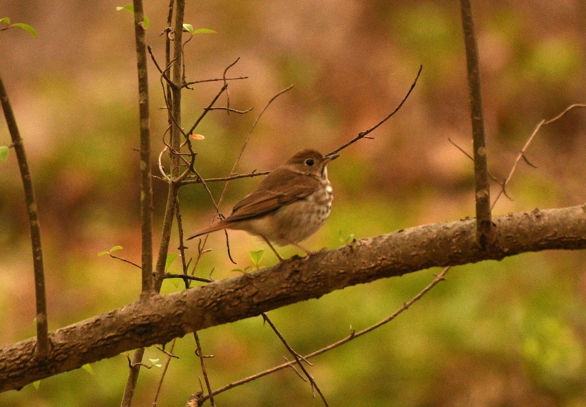 Hermit Thrush - ML634098285
