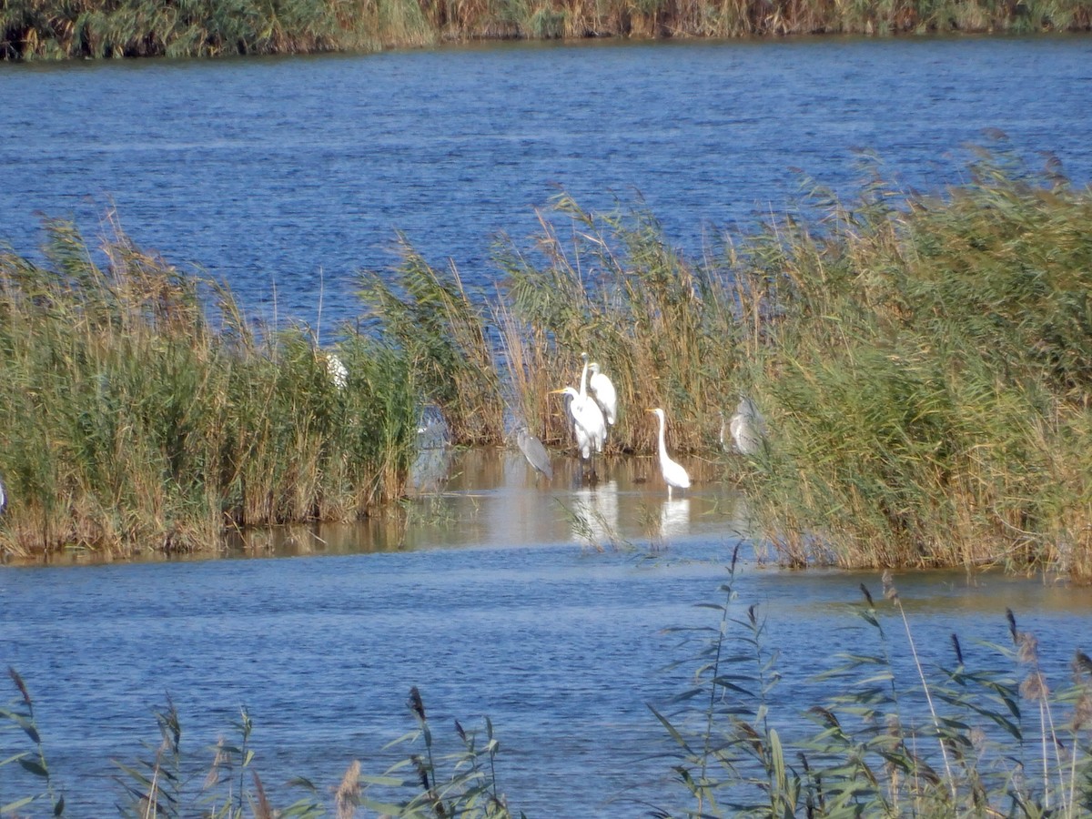 Great Egret - ML634098366