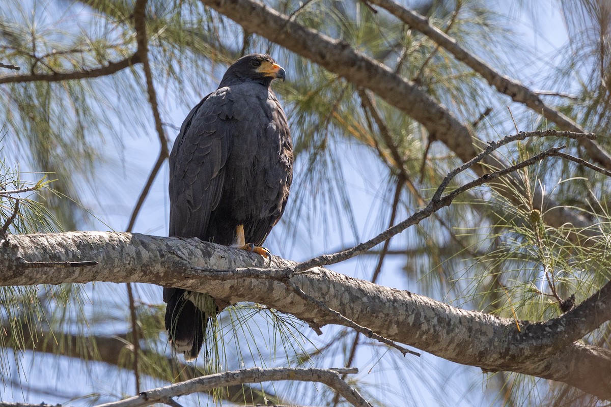 Common Black Hawk - ML634098376