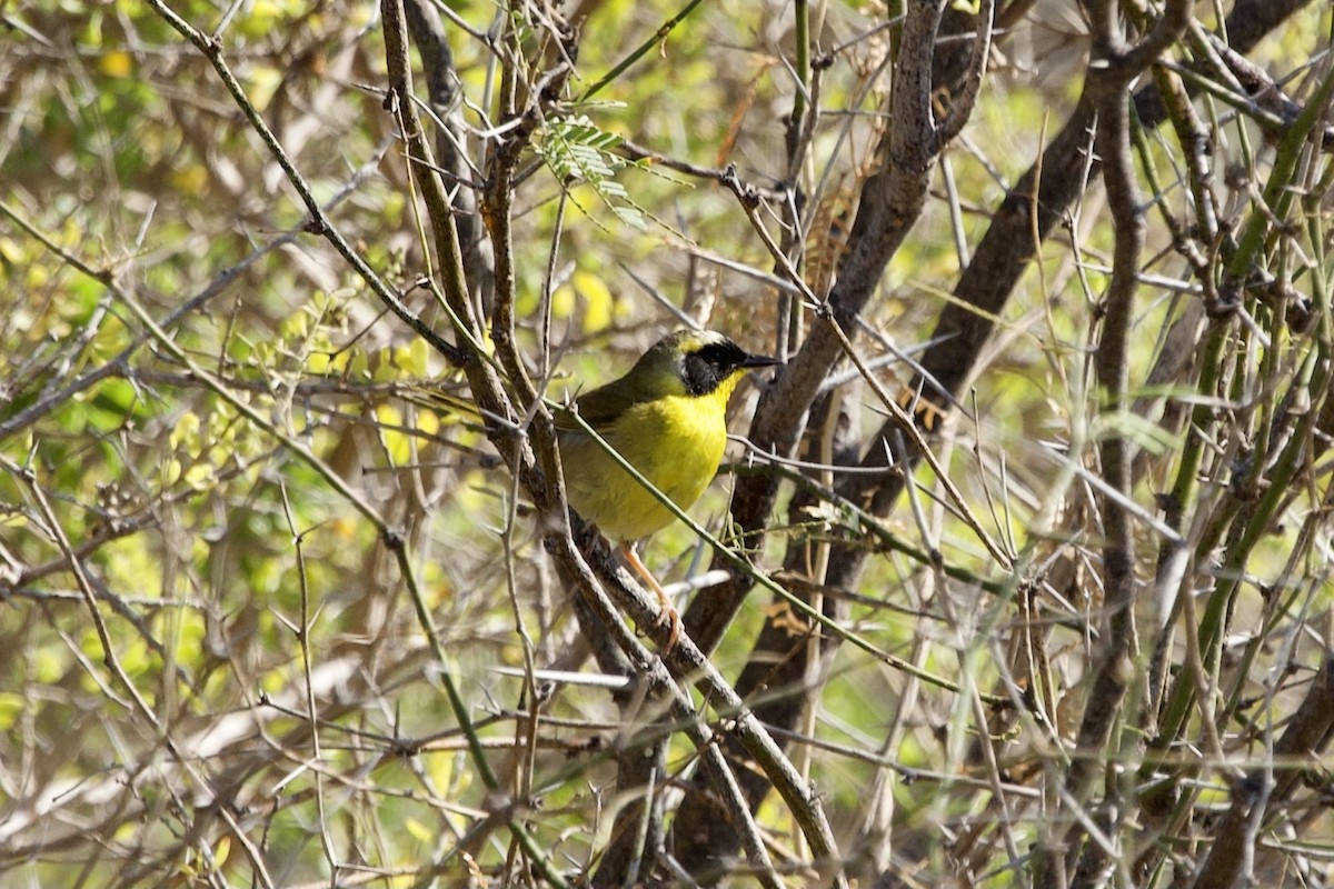 Belding's Yellowthroat - ML634098400