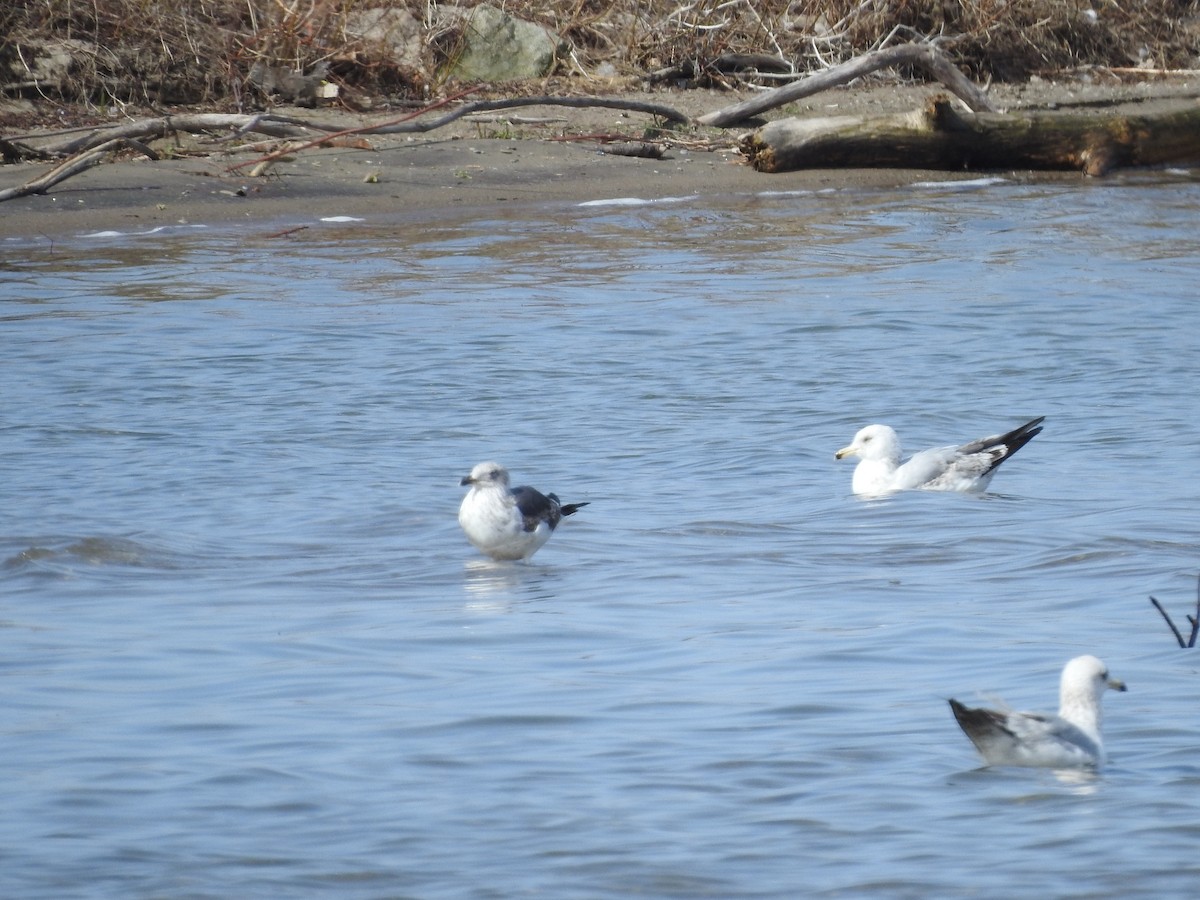 Lesser Black-backed Gull - ML634098415