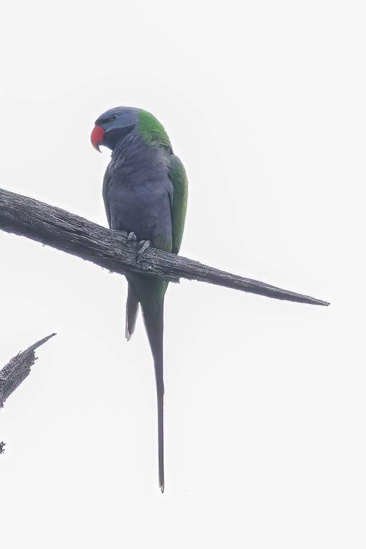 Derbyan Parakeet - ML634098472