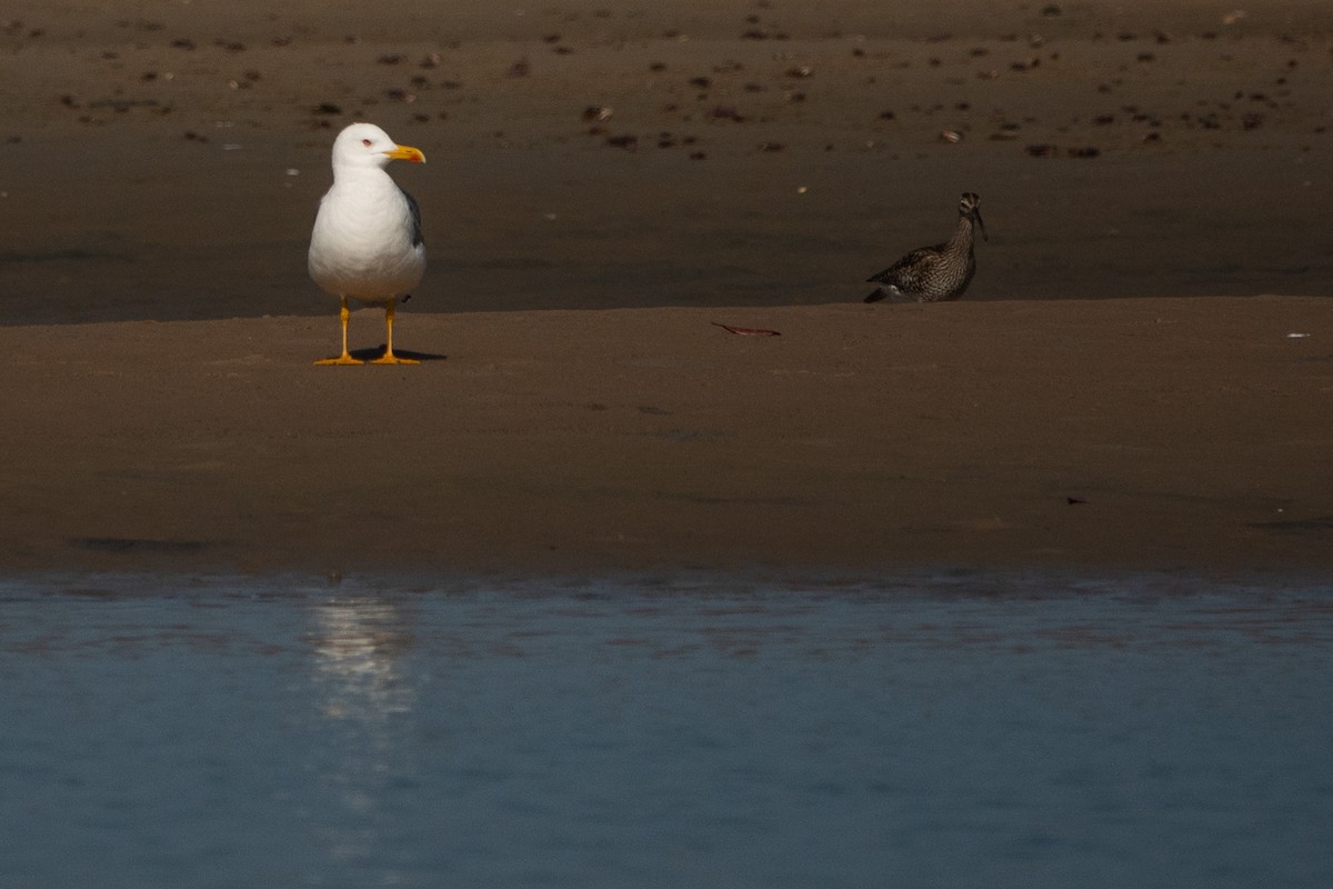 Lesser Black-backed Gull - ML634098509